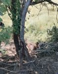 BOLU'DA YAVRU AYI İÇİN SEFERBER OLDULAR