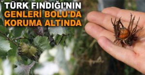 TÜRK FINDIĞI'NIN GENLERİ BOLU'DA KORUMA ALTINDA