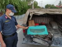 YARALI ŞAHİNE SAHİP ÇIKTILAR
