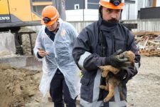 YAVRU KÖPEK İÇİN SEFERBER OLDULAR