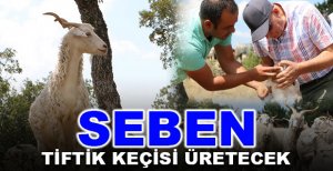 ANKARA (TİFTİK) KEÇİSİ SEBEN'DE KORUMAYA ALINACAK