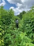 ​BOLU AHUDUDU VE ARONYA ÜRETİM MERKEZİ OLACAK