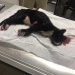 BOLU'DA KEDİYİ EZDİ HİÇBİR ŞEY OLMAMIŞ GİBİ GİTTİ