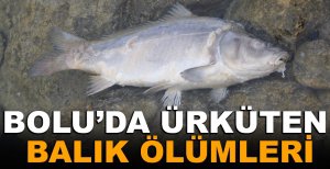 BOLU'DA ÜRKÜTEN BALIK ÖLÜMLERİ