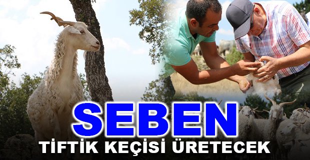 ANKARA (TİFTİK) KEÇİSİ SEBEN’DE KORUMAYA ALINACAK