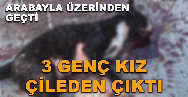 BOLU'DA KEDİYİ EZDİ HİÇBİR ŞEY OLMAMIŞ GİBİ GİTTİ