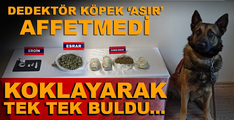 DEDEKTÖR KÖPEK 