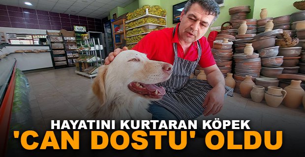 HAYATINI KURTARAN KÖPEK 'CAN DOSTU' OLDU