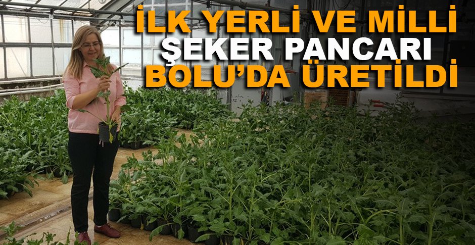 İLK YERLİ VE MİLLİ ŞEKER PANCARI BOLU’DA ÜRETİLDİ