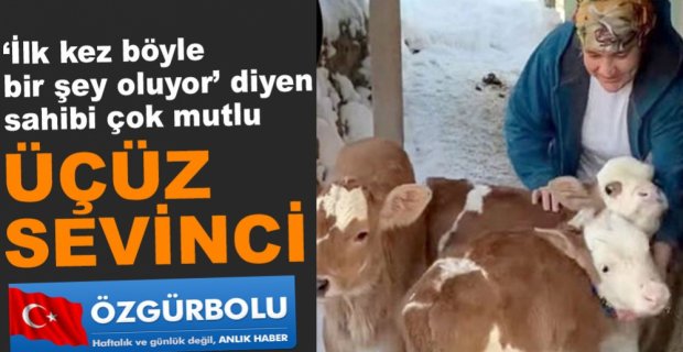 İNEK ÜÇÜZ DOĞURDU....