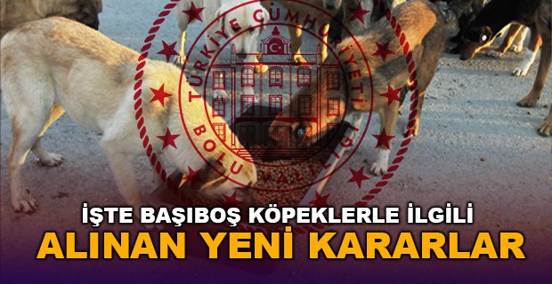 İŞTE BAŞIBOŞ KÖPEKLERLE İLGİLİ ALINAN YENİ KARARLAR