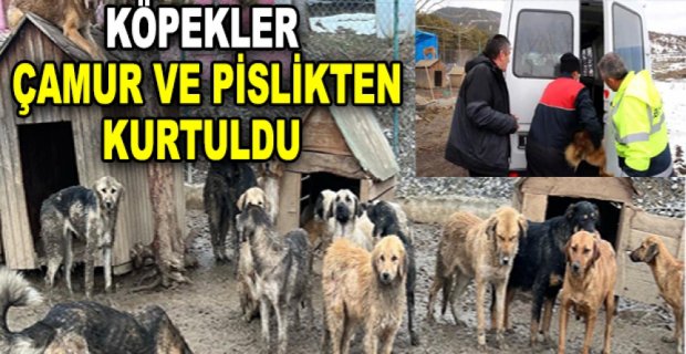 KÖPEKLER ÇAMUR VE PİSLİKTEN KURTULDU