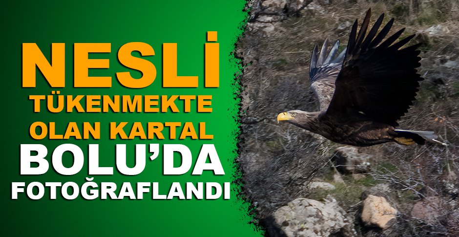 NESLİ TÜKENMEKTE OLAN KARTAL BOLU’DA FOTOĞRAFLANDI