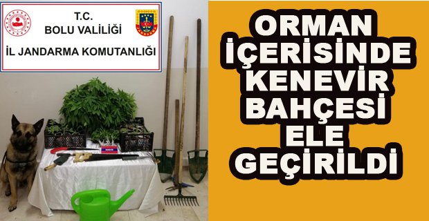 ORMAN İÇERİSİNDE KENEVİR BAHÇESİ BULUNDU
