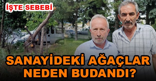 SANAYİ SİTESİNDEKİ AĞAÇLARIN BUDANMA NEDENİ ORTAYA ÇIKTI