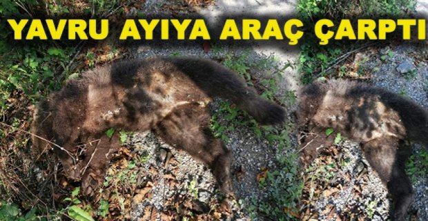 YAVRU AYIYA ARAÇ ÇARPTI