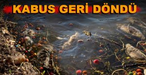 GÖLKÖY'DE ESRARENGİZ ÖLÜMLER DEVAM EDİYOR