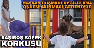 HAYVAN DÜŞMANI DEĞİLİZ AMA BOLU'DAKİ BAZI PARKLARDA BAŞIBOŞ KÖPEKLER ÇOCUKLARIMIZI TEHLİKEYE SOKUYOR