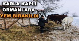 KARLA KAPLU ORMANLARA YEM BIRAKILDI 
