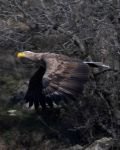 NESLİ TÜKENMEKTE OLAN KARTAL BOLU’DA FOTOĞRAFLANDI