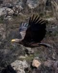 NESLİ TÜKENMEKTE OLAN KARTAL BOLU’DA FOTOĞRAFLANDI