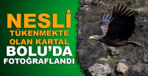 NESLİ TÜKENMEKTE OLAN KARTAL BOLU'DA FOTOĞRAFLANDI