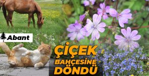 ABANT'A BAHAR GELDİ...