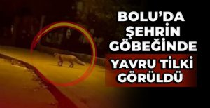 AÇ KALAN TİLKİ OYUN PARKINDA YİYECEK ARADI 