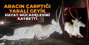 ARACIN ÇARPTIĞI YARALI GEYİK HAYAT MÜCADELESİNİ KAYBETTİ 