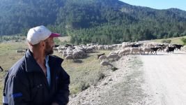 BARTIN'DAN ÇOBANLIK İÇİN BOLU'YA GELDİ