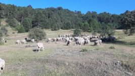 BARTIN'DAN ÇOBANLIK İÇİN BOLU'YA GELDİ