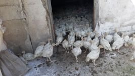 BOLU'DA 3 BİNLİK KÜMESTE YANGIN...