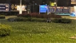 BOLU'DA AÇ KALAN TİLKİLER SOKAĞA İNDİ...