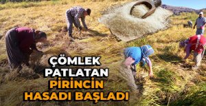 BOLU'DA ÇÖMLEK PATLATAN PİRİNCİN HASADI BAŞLADI