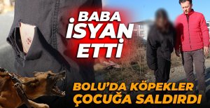 BOLU'DA KÖPEKLER ÇOCUĞA SALDIRDI