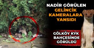 BOLU'DA NADİR GÖRÜLEN GELİNCİK KAMERALARA YANSIDI 