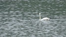BU KUĞU TÜRÜ BOLU'DA İLK KEZ GÖRÜLDÜ