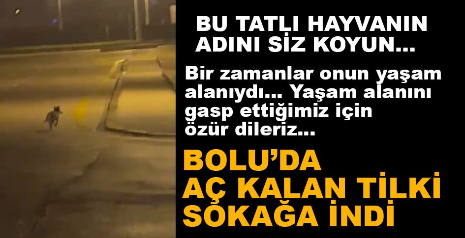 AÇ KALAN TİLKİ YİNE ORTAYA ÇIKTI