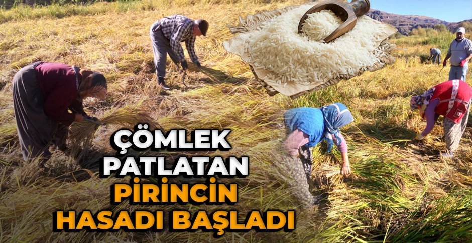 BOLU'DA ÇÖMLEK PATLATAN PİRİNCİN HASADI BAŞLADI
