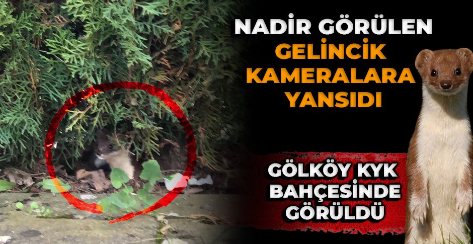 BOLU'DA NADİR GÖRÜLEN GELİNCİK KAMERALARA YANSIDI