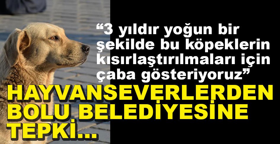 HAYVANSEVERLER BELEDİYEYE TEPKİLİ...