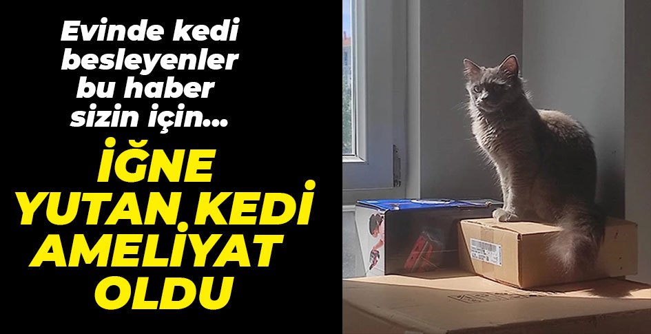 İĞNE YUTAN KEDİ AMELİYAT EDİLDİ