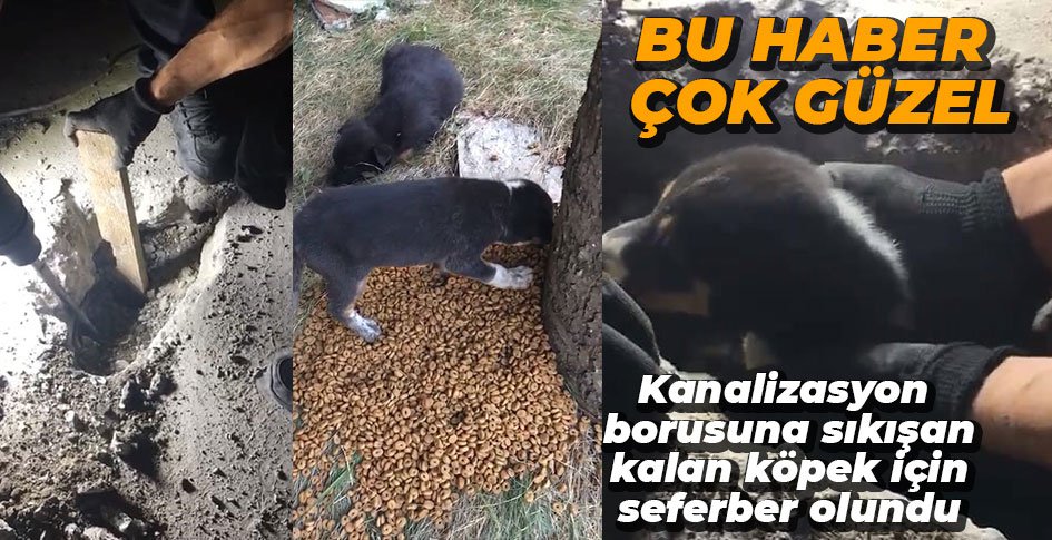 KANALİZASYON BORUSUNA SIKIŞAN KÖPEK KURTARILDI