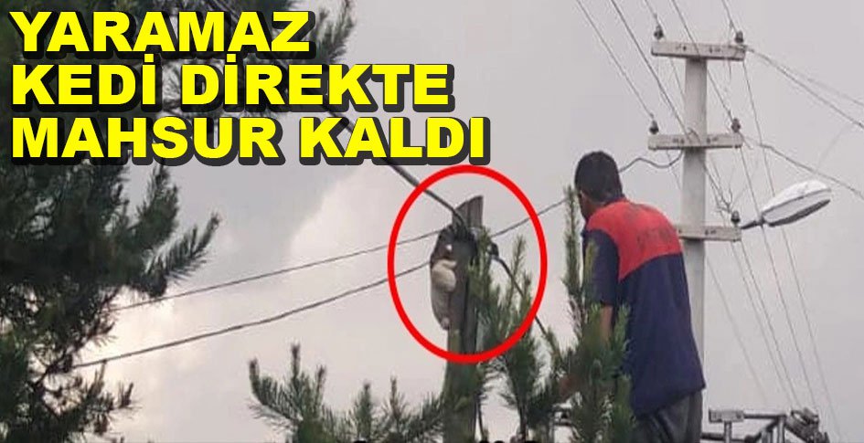 YARAMAZ KEDİ TELEFON DİREĞİNDE MAHSUR KALDI