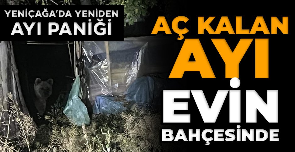 YENİÇAĞA'DA AYI PANİĞİ...