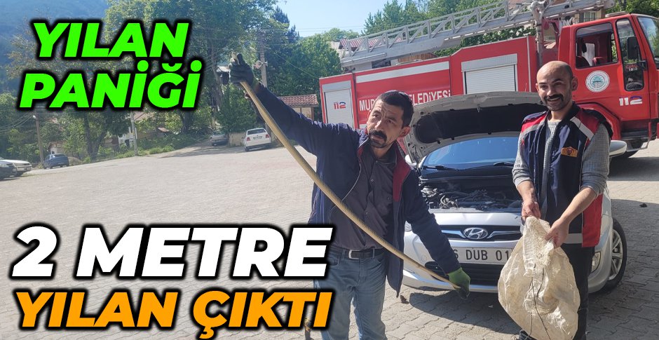 YILAN PANİĞİ…