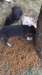 KANALİZASYON BORUSUNA SIKIŞAN KÖPEK KURTARILDI