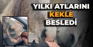 YILKI ATLARINI KEKLE BESLEDİ 