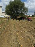 BOLU PATATESİNİN BÜYÜK HASADI BAŞLADI