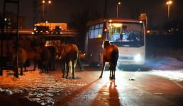 BOLU'DA AÇ KALAN YILKI ATLARI ŞEHİR MERKEZİNE İNDİ
